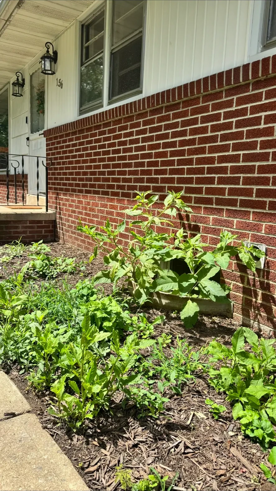 Front Bed Weeding & Cleanup — before